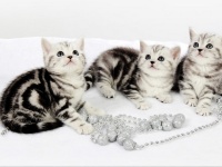 Питомник Кошек Купить Котенка